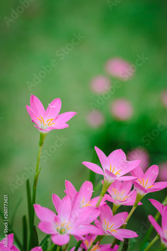 purple rain lily flower