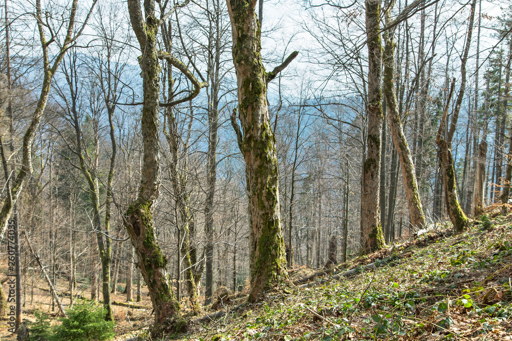 The unique natural mountain forests of the Carpathians of the Beech (Fagus sylvatica) and the sycamore maple (Acer pseudoplatanus), the view from the middle The unique natural mountain forests of the Carpathians of the Beech (Fagus sylvatica) and the sycamore maple (Acer pseudoplatanus), the view from the middle