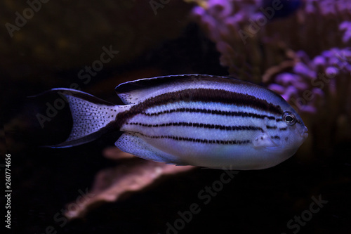  Blackstriped angelfish, Lamarck's angelfish (Genicanthus lamarck). photo