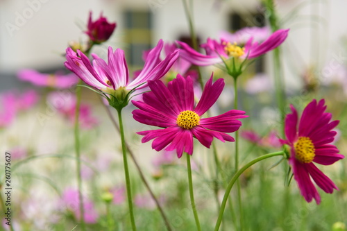 Beautiful Chrysanthemum Plants