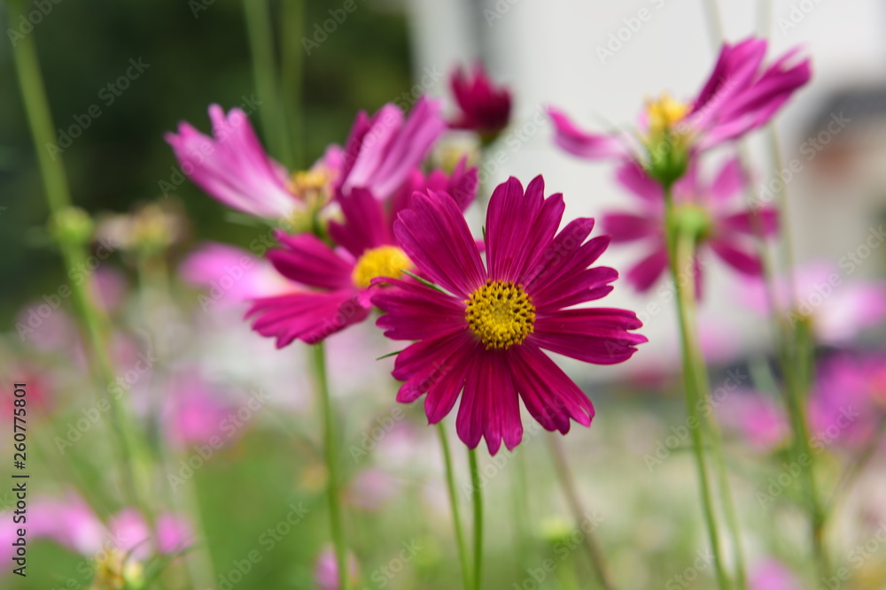 Obraz premium Beautiful Chrysanthemum Plants