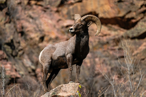 Canvas Print Bighorn Ram