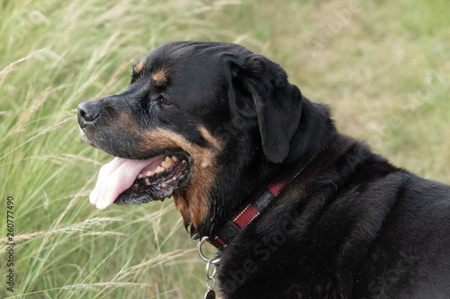 A portrait of an elderly male Rottweiler on a walk in the country.