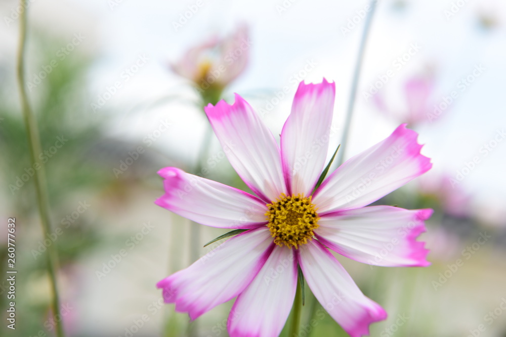 Beautiful Chrysanthemum Plants Beautiful Chrysanthemum Plants