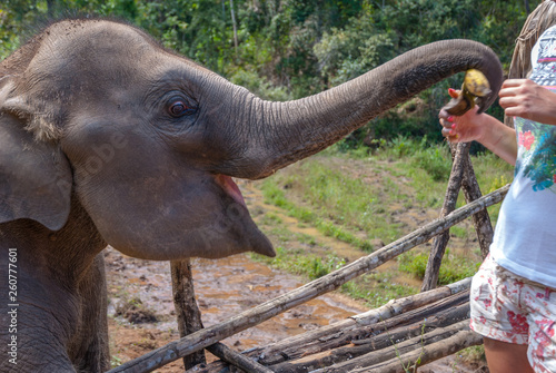 Feeding baby elephant with bananas