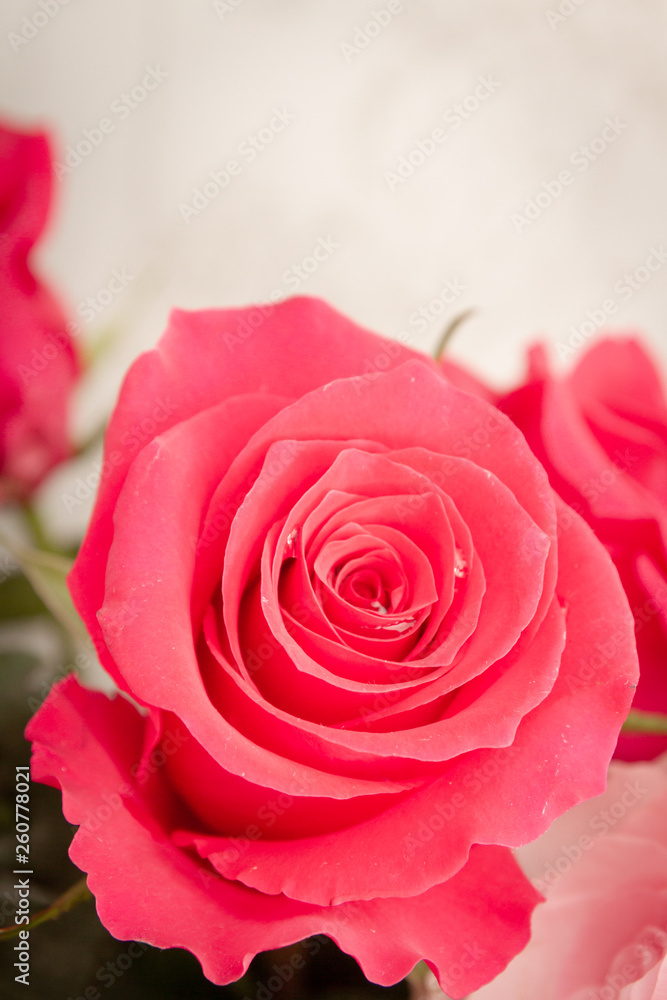Beautiful lush red rose flower in full bloom Beautiful lush red rose flower in full bloom