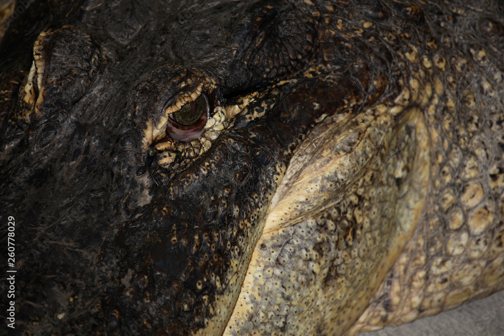 Obraz premium Alligator / Alligator / Alligator