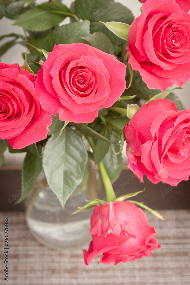 Beautiful lush red rose flower in full bloom Beautiful lush red rose flower in full bloom