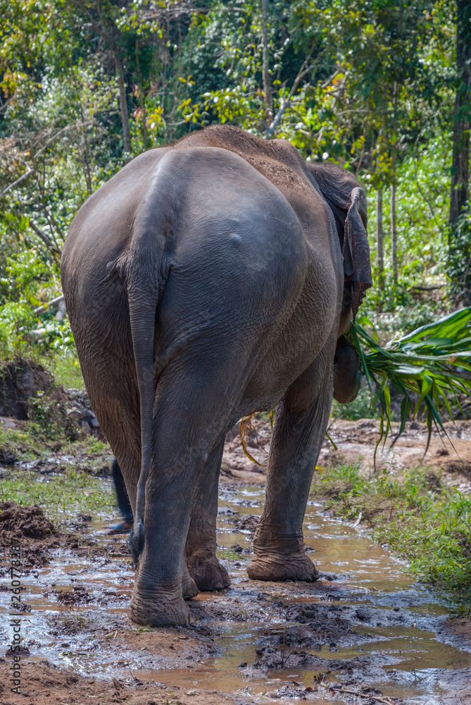 Fototapeta premium Adult elephant from behind