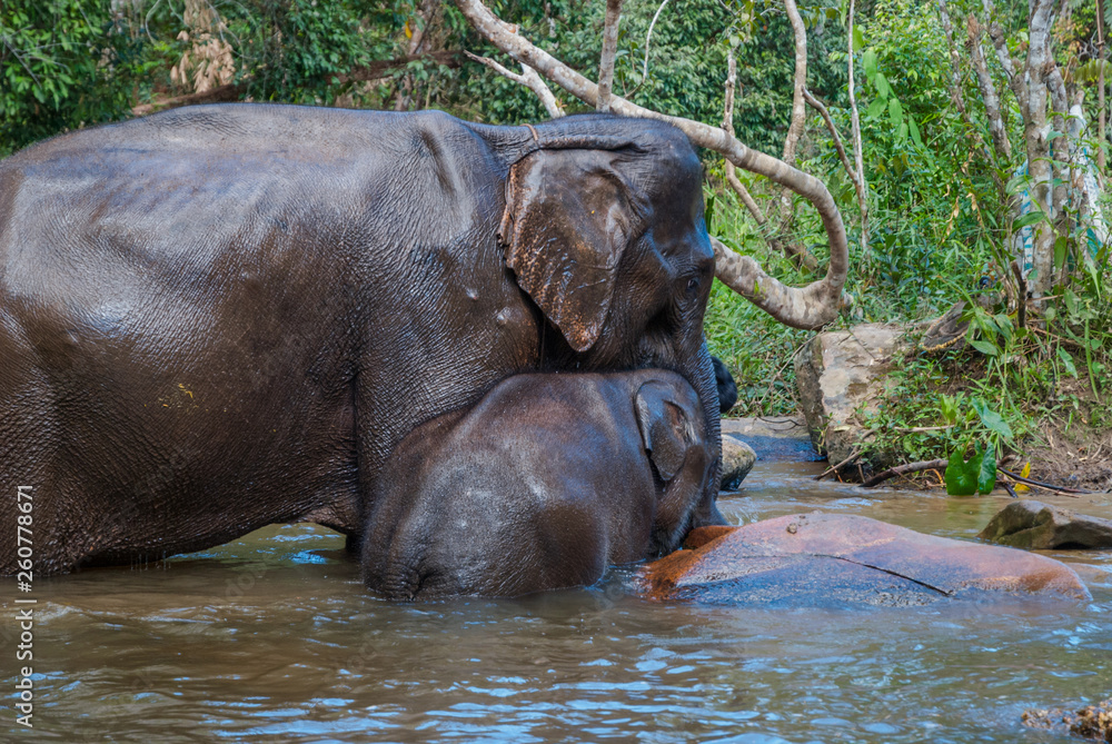 Fototapeta premium Elephants swimming in a river