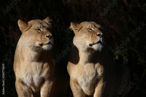 Afrikanischer Löwe / African Lion / Panthera leo