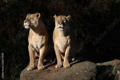 Afrikanischer L  we   African Lion   Panthera leo