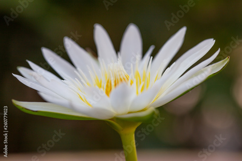 White lotus