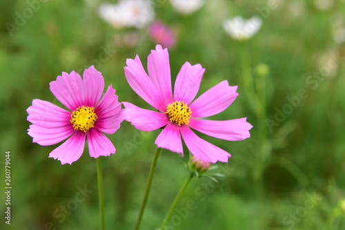 Beautiful Chrysanthemum Plants