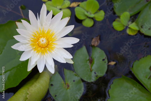 White lotus