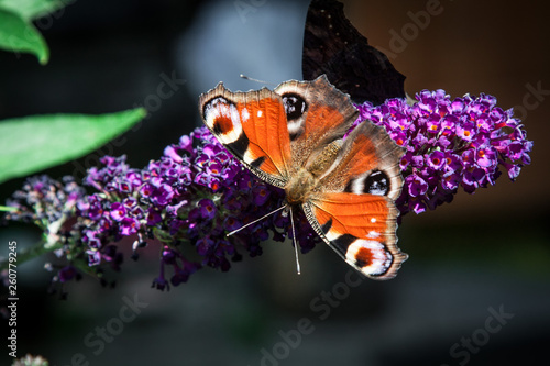 butterfly bush, Buddleia davidii in the garden and a butterfly