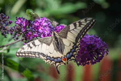 butterfly bush, Buddleia davidii in the garden and a butterfly