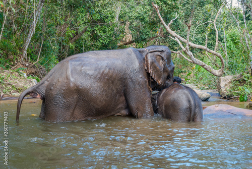 Elephants swimming in a river