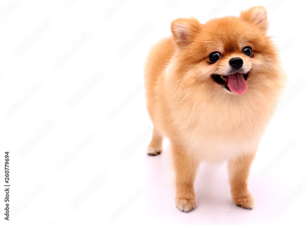 Pomeranian dog on a white background.