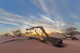 Sunrise at dead camel thorn tree