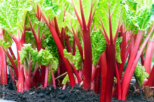 stems of red rhubarb photo