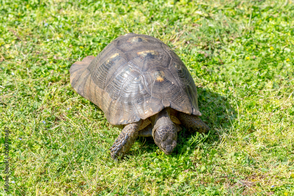 Fototapeta premium The turtle (Testudinidae) close-up on green grass