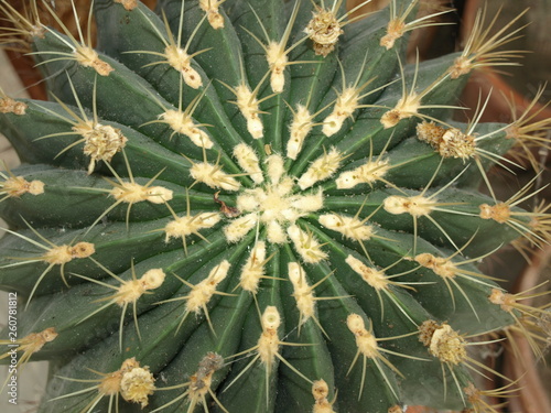 Cactus Jardin Massey Tarbes Hautes Pyrénées Occitanie France