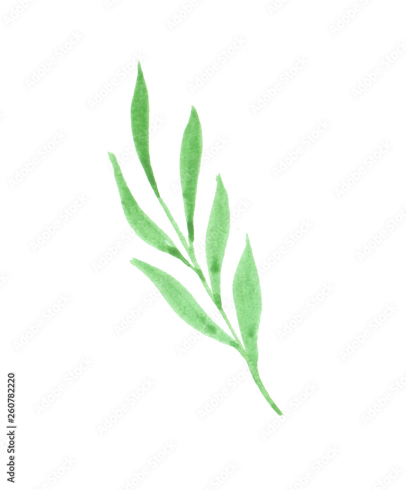 watercolor illustration of a sprig with green leaves