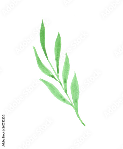 watercolor illustration of a sprig with green leaves