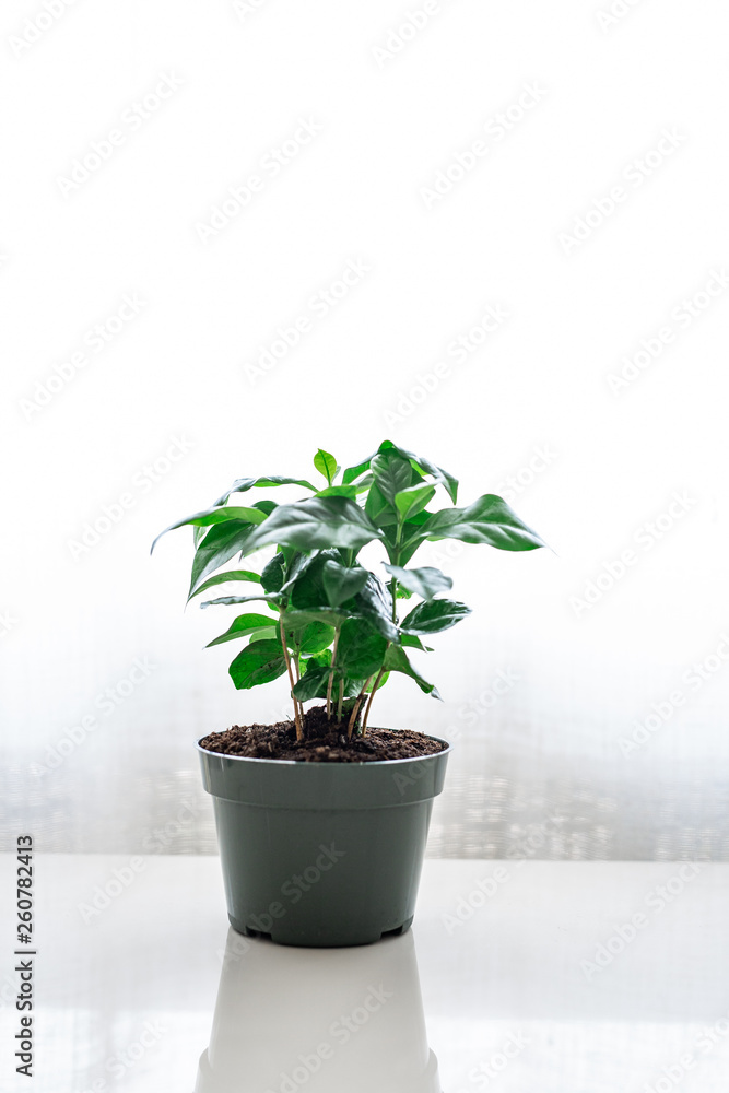 Obraz premium Coffee Tree Shrub 