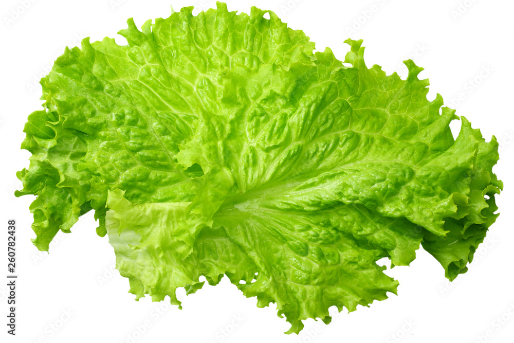 one salad leaf isolated on a white background one salad leaf isolated on a white background