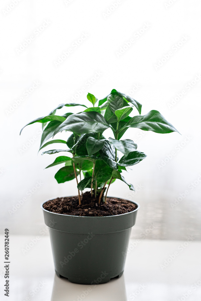 Coffee Tree Shrub Coffee Tree Shrub