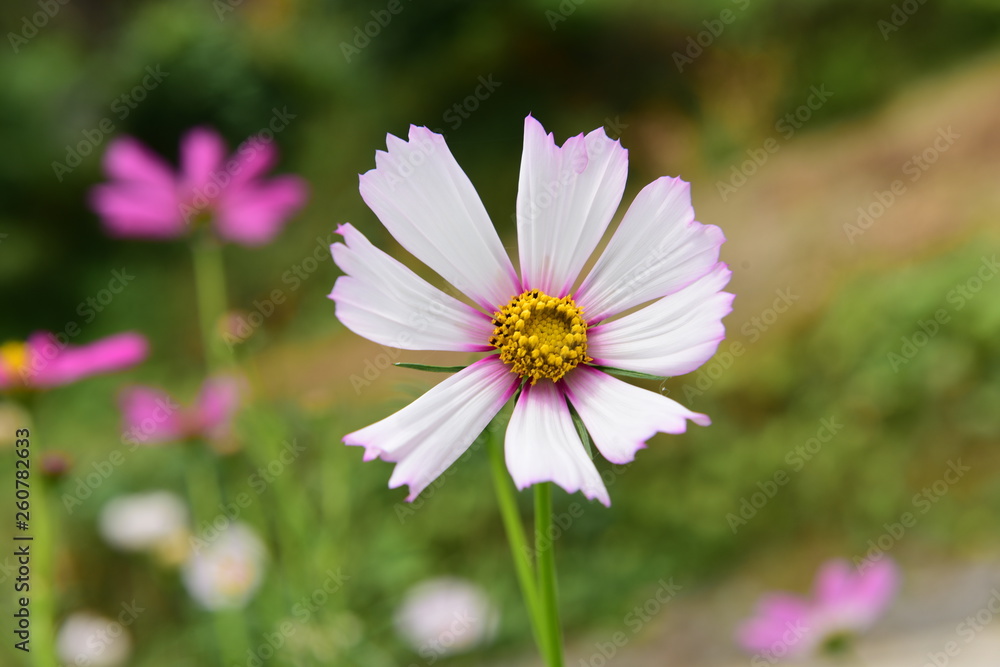Beautiful Chrysanthemum Plants Beautiful Chrysanthemum Plants