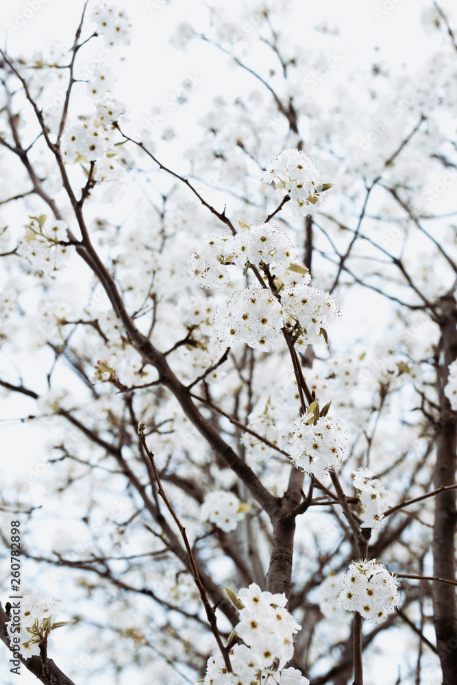 branch with white flowers tree in spring branch with white flowers tree in spring