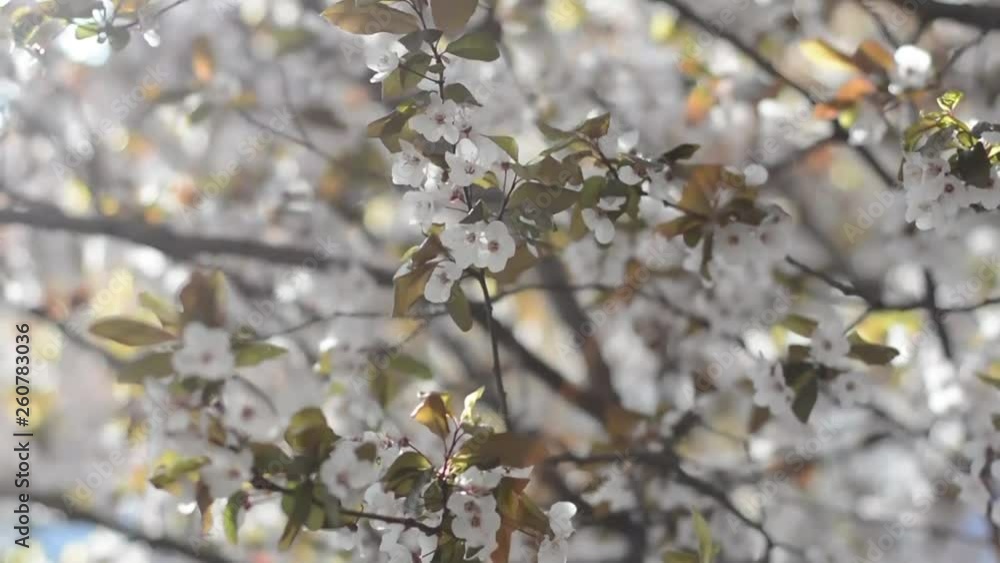 A lot of pink cherry flowers on the trees on a sunny day. A lot of pink cherry flowers on the trees on a sunny day.