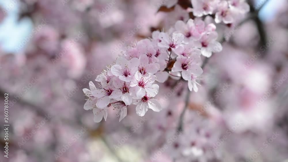 A lot of pink cherry flowers on the trees on a sunny day. A lot of pink cherry flowers on the trees on a sunny day.