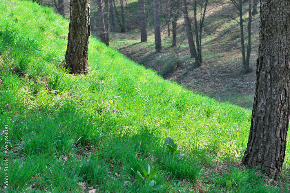 Green lawn in front of a ravine Green lawn in front of a ravine