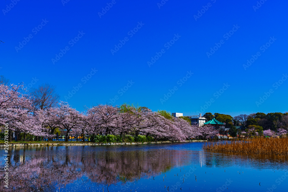[東京都] 上野公園の不忍池と桜 (No.9050)