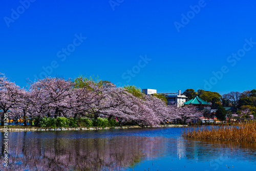 [東京都] 上野公園の不忍池と桜 (No.9049)