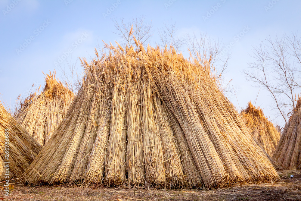 Fototapeta premium A few piles with bundles of dry reeds after harvest