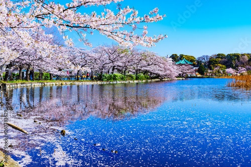 Tableau sur toile [東京都] 上野公園の不忍池と桜 (No.9060)