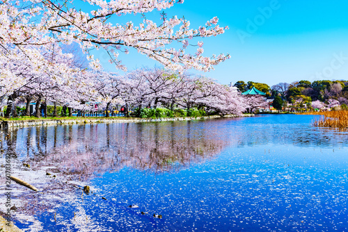 [東京都] 上野公園の不忍池と桜 (No.9061)
