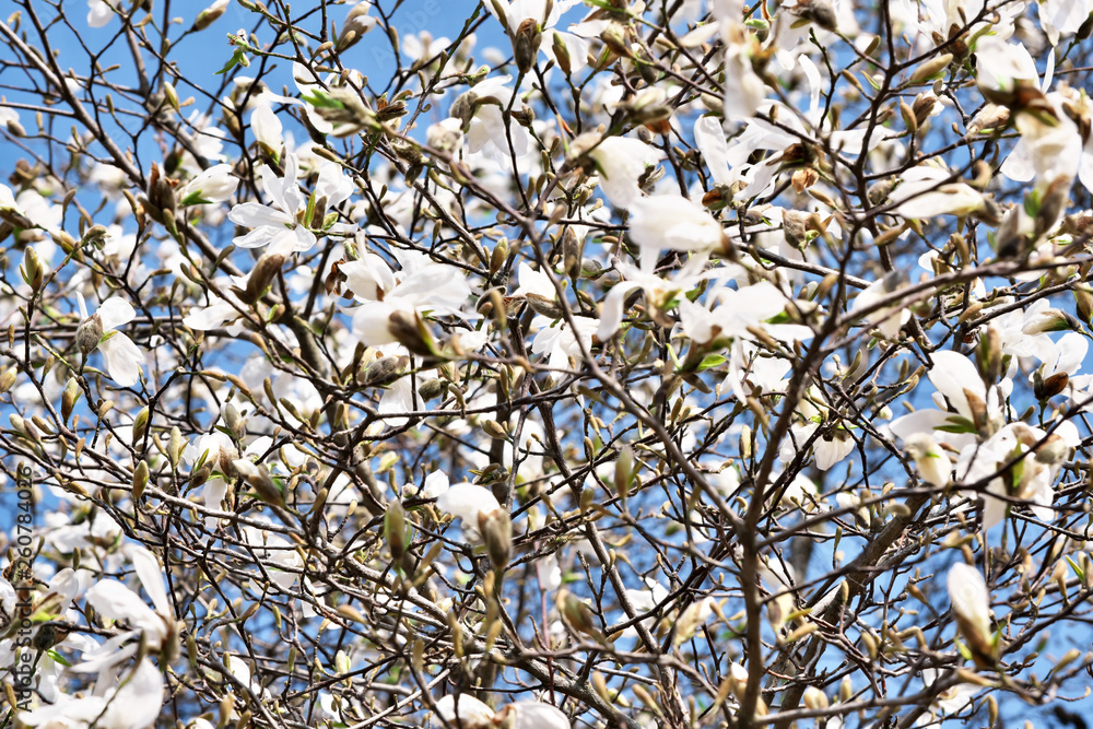 White magnolia flowers closeup White magnolia flowers closeup