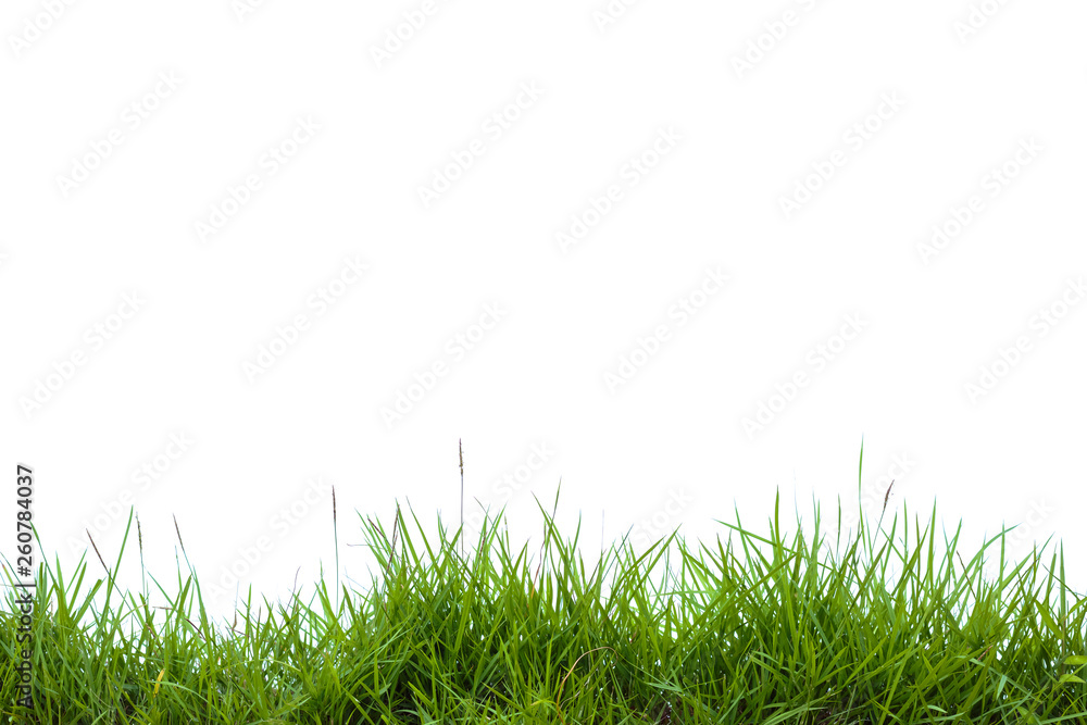 green grass on white background green grass on white background