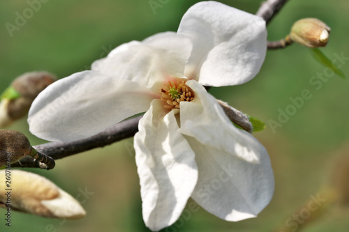 White magnolia flowers closeup