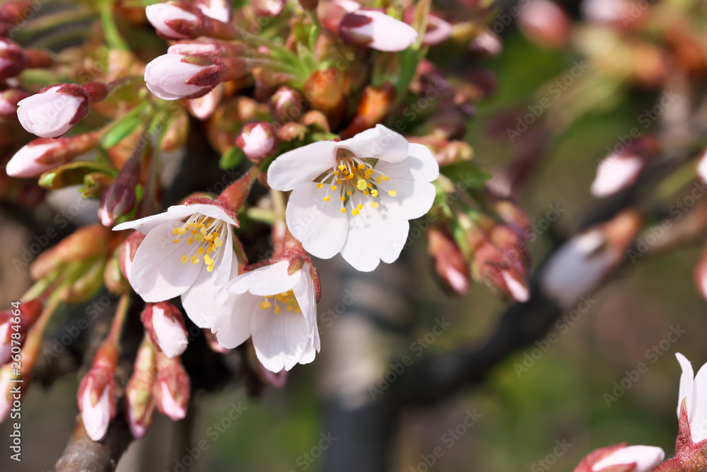 Fototapeta premium Closeup cherry flowers bloom