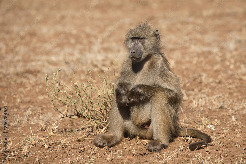 Bärenpavian / Chacma Baboon / Papio ursinus. Bärenpavian / Chacma Baboon / Papio ursinus.