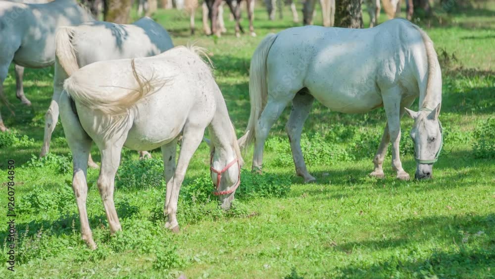 Beautiful and clean horses are eating grass outside on a stud farm. The day is nice and sunny. Beautiful and clean horses are eating grass outside on a stud farm. The day is nice and sunny.