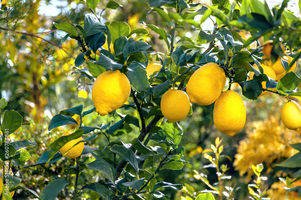 Bright Lemon fruits growing on a tree, sunny day