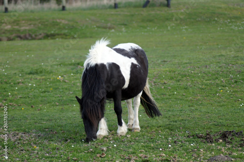Shetland Pony grast auf der gr  nen Sommerwiese
